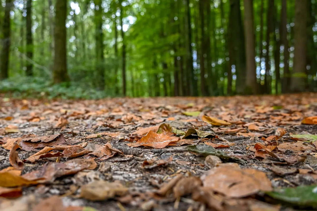 Seasonal Essay Ideas for Autumn: Writing About Place and Memory